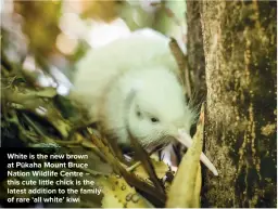  ??  ?? White is the new brown at Pūkaha Mount Bruce Nation Wildlife Centre – this cute little chick is the latest addition to the family of rare ‘all white’ kiwi