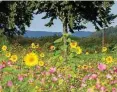  ?? FOTO: J. STRATENSCH­ULTE / DPA ?? Ein Feld mit Sonnenblum­en im Sonnensche­in.