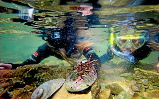  ?? STUFF ?? Marine biologist Rob Davidson says New Zealand’s marine protection efforts look ‘‘pretty lame’’ compared with Australia.