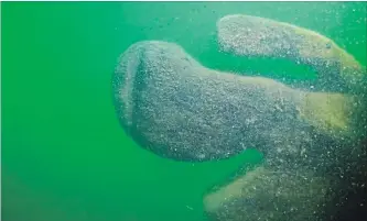  ?? DAVID M. VANZANDT THE ASSOCIATED PRESS ?? Part of a shipwreck found in the Ohio waters of Lake Erie. Shipwreck hunters and marine archeologi­sts say the wreckage may be the Lake Serpent that went down nearly two centuries ago.