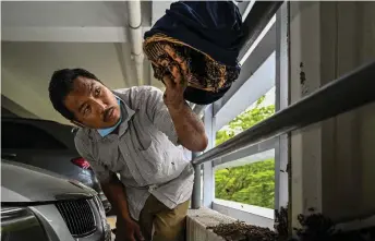  ?? — AFP photos ?? Ooi transferri­ng rescued bees from honeycombs into a rattan basket in the parking lot of an apartment building in Kuala Lumpur.