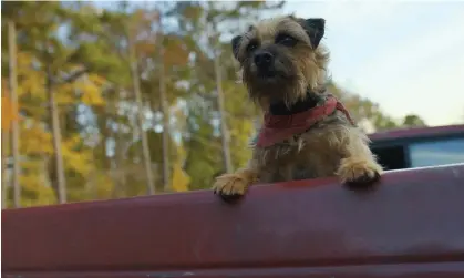  ?? ?? Do you feel lucky, pup? … Reggie (Will Ferrell) in Strays. Photograph: Universal Pictures