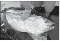  ?? AP/ROBERT F. BUKATY ?? In this photo from 2018, A bluefin tuna is steadied after it has been hauled aboard a fishing vessel off the coast of Maine last year.