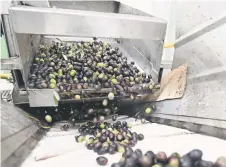  ?? ?? Olives picked from the area of Western-Herzegovin­ian town of Ljubuski, processed at an oil-mill in Capljina.