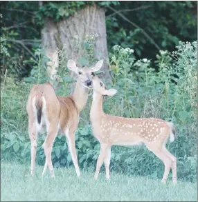  ?? Submitted Photo/NANCY JONES ?? Dr. Nancy Jones took this photo of a doe and her fawn Wednesday, Aug. 24, in Gravette. The area hosts an abundance of wildlife and these late summer evenings are good times to spot deer in and around town.