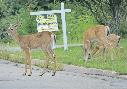  ?? FILE PHOTO ?? A family of deer is seen roaming the west side of New Glasgow.