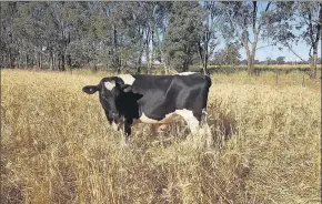  ??  ?? Compare the pair . . . The dairy heifers grazed wheat, with one group consuming a mineral supplement.