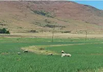  ??  ?? ’n Deel van die 150 ha aangeplant­e weiveld op Lower Orpendale naby Barkly-Oos in die Oos-Kaap.