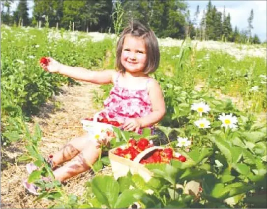  ?? (CRÉATEURS DE SAVEURS CANTONS-DE-L'EST) ?? Estrie fruit and vegetable growers have pooled their efforts to encourage pick-it-yourself harvesting as local produce begins to mature.