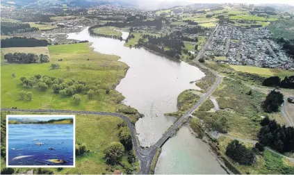  ?? PHOTOS: STEPHEN JAQUIERY/SUPPLIED ?? An unhappy waterway . . . The Kaikorai Stream flows under Brighton Rd as it heads out to sea near Waldronvil­le yesterday. The spotlight is on the health of the urban waterway after large numbers of dead fish began littering its edges last month. Inset and right: Dead fish and birds found in the estuary.