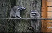 ?? GETTY IMAGES ?? Two raccoons peer at the camera from a chainlink fence in a suburban backyard. Once they’ve found a way in and have scored an easy meal, they are hard to get rid of.
