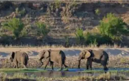  ?? FOTO AP ?? De Hamontenaa­r ging in het beroemde Kruger Park jagen.