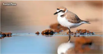  ??  ?? Kentish Plover