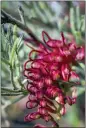  ?? ?? Spider Net Grevillea (Grevillia preissii subsp. Glabrilimb­a) is an attractive small shrub that grows between 1–3ft. high, although prostrate forms do occur. Produces a profusion of bright red pendulous flowers occurs in large clusters. Like most Grevilleas, the flowers attract honey-eating birds. Good variety for coastal gardens or sandy soil.