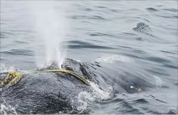  ?? CENTER FOR COASTAL STUDIES THE CANADIAN PRESS ?? A North Atlantic right whale tangled in fishing rope is shown here.