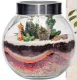  ??  ?? Jardín con nieve Mezcla de suculentas con diseño de nieve en recipiente tipo bombonera, $22. In Dezign.