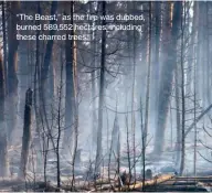  ??  ?? “The Beast,” as the fire was dubbed, burned 589,552 hectares, including these charred trees.