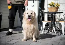  ??  ?? Vovve på vift. Christer Sjunneborn har nära till naturen när hunden ska rastas.