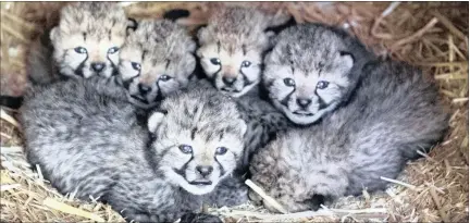  ?? Picture: ?? PURPOSE: Six cheetah cubs in their enclosure at the Burgers Zoo in Arnhem, The Netherland­s. EPA