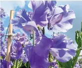  ??  ?? Follow your nose: beloved for their smell, sweetpea varieties include the dark-hued ‘Lord Nelson’, right, and ‘Just Julia’, left