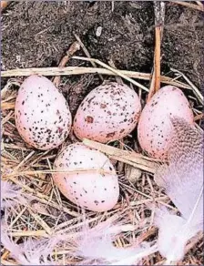  ??  ?? Swallows usually lay 4-5 white eggs with variable reddish-brown markings.