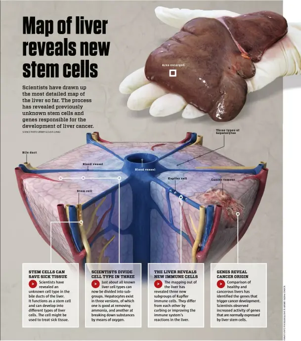  ??  ?? Bile duct
Blood vessel
Stem cell
Blood vessel
Area enlarged
Kupffer cell
Three types of hepatocyte­s
Cancer tumour