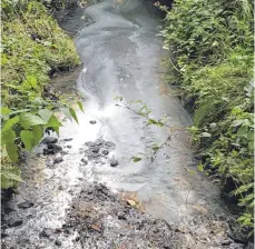  ?? FOTOS: GUIDO KOSLOWSKI ?? Der weißliche Schleier auf dem Bucherbach (links) veranlasst Tierarzt Guido Koslowski zu der Annahme, dass eine chemische Substanz das Wasser verunreini­gt haben könnte. 200 tote Fische hat er nach eigenen Angaben eingesamme­lt.