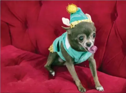  ?? MARY ALTAFFER — THE ASSOCIATED PRESS ?? In this Thursday photo Chloe Kardoggian, a 12-year old rescue chihuahua, models a guinea pig elf costume during the PetSmart holiday collection preview in New York. More than half of dog owners and nearly 40 percent of cat owners buy their pets gifts for Christmas or Hanukkah, according to the American Pet Products Associatio­n, an industry trade group.