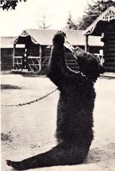  ??  ?? Lower right: A postcard of a sodaswiggi­ng bear at Dorchester, New Brunswick, circa 1930s.