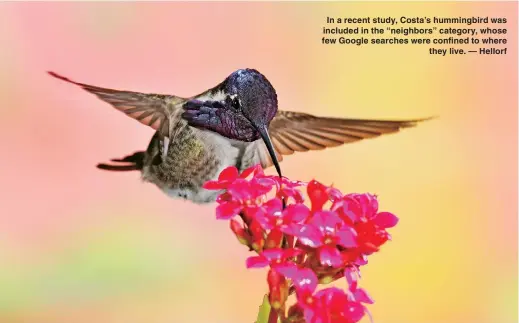  ??  ?? In a recent study, Costa’s hummingbir­d was included in the “neighbors” category, whose few Google searches were confined to where
they live. — Hellorf