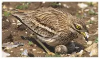  ??  ?? No relation: the stone curlew gets its name from its curlew-like call