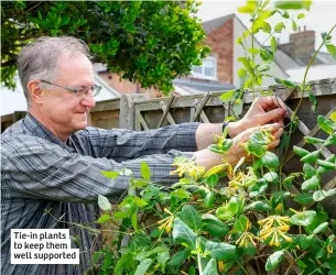  ?? ?? Tie-in plants to keep them well supported