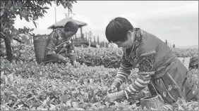  ?? YANG JUN / CHINA DAILY ?? Farmers pick tea leaves at a plantation in Zunyi, Guizhou province, on May 6.