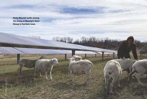  ?? ?? Emily Mauntel walks among the sheep at Mauntel’s Solar Sheep in Fairfield, Iowa.