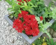  ?? SONIA DAY FOR THE TORONTO STAR ?? A red variety of Kalanchoe in Sonia Day’s garden.