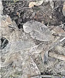  ??  ?? A walk in the woods can reveal skeletal forms of leaves on the ground along your path. [CHRISTINE MCINTOSH/FLICKR]