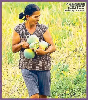  ?? VAL RODRIGUEZ ?? A woman harvests
watermelon­s in Plaridel, Bulacan yesterday.