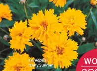  ??  ?? Coreopsis ‘Early Sunrise’