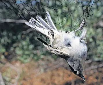  ??  ?? A blackcap caught in a mist net commonly used by poachers on a British military base on the Mediterran­ean island of Cyprus