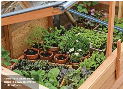 ?? ?? A cold frame allows young plants to slowly acclimatis­e to life outdoors