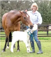  ??  ?? Jennifer Emanuel was overwhelme­d at the unique bond that her Australian Stock Horse mare Neilma developed with orphaned Charolais calf Bandy.