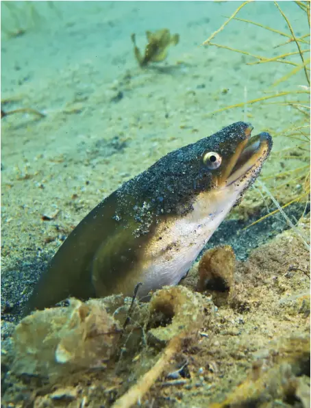 eel-origins-pressreader