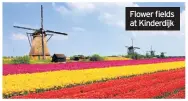  ??  ?? Flower fields at Kinderdijk