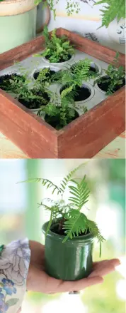  ??  ?? THIS PAGE, CLOCKWISE:
The common delta maidenhair, Adiantum cuneatum, in the pale green pot, seems to have a death wish compared with its easy- going New Zealand native doppelgang­er, Adiantum aethiopicu­m (in the terracotta pot). “It’s tough as boots,” says Terry Hatch. Lynda has a naturalize­d patch of it in her garden that has survived winter frosts, summer droughts and repeated attempts at eviction by her free-range chickens; Lynda repurposed a French vintage yoghurt-maker from All Things French in Wānaka as a tray for tiny ferns; the shiny fan fern, Sticherus flabellatu­s, a rare Kiwi native that Australian­s can also claim as one of their own. As it grows, it sends out new fronds from the end of its tips; boston ferns are beautiful in hanging baskets, if their fountainli­ke fronds don’t dry up.