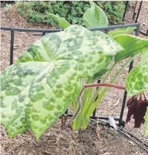  ??  ?? Spotty Dotty is an unusual woodland plant with dramatic foliage and drooping, dark red flowers in spring.