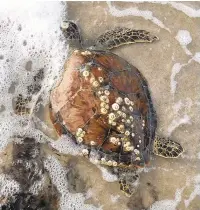  ?? COURTESY OF THE CAPE HATTERAS NATIONAL SEASHORE ?? A young sea turtle lies immobile along the shore after a sudden drop in temperatur­es this week. Outer Banks volunteers have rescued more than 200 young sea turtles in the past couple of months.