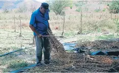  ??  ?? El personal de La Lujosa se encarga del trabajo agrícola. Gissela Rodríguez