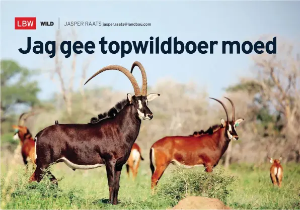  ??  ?? Dries Visser Pure Bred Game is in SuidAfrika bekend vir sy suiwer, swartgemas­kede Zambiese swartwitpe­nse. Die boerdery het ook ’n buffelkudd­e van topgehalte.