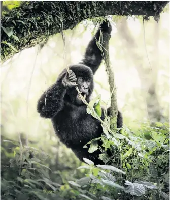  ??  ?? Shannon Witz’s picture of a mountain gorilla in DR Congo, a winning entry in the Rememberin­g Great Apes competitio­n, will join other ape photograph­s by top wildlife photograph­ers in a new book to raise awareness of the creatures’ plight.