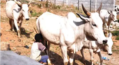  ??  ?? A Fulani herds boy drinks milk from his cow while grazing in Jabi Abuja yesterday.